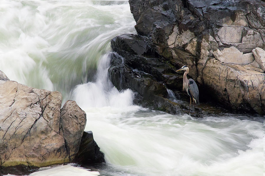 Heron Photograph - Water Rushes By by Benjamin DeHaven