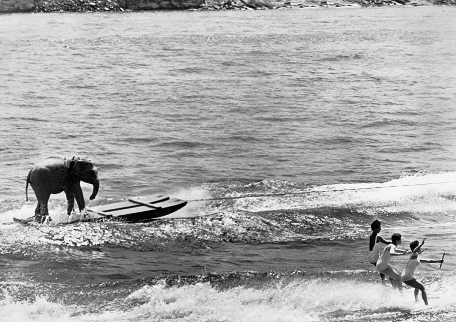 Water Skiing Elephant Photograph by Underwood Archives