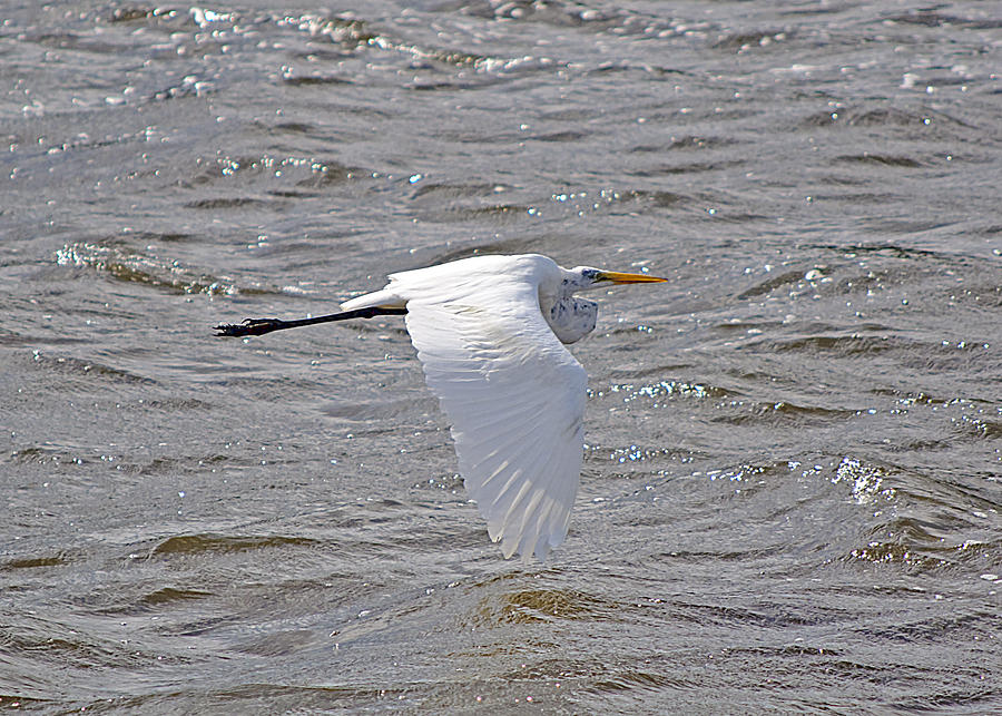 Water Skimming Photograph by Kenneth Albin