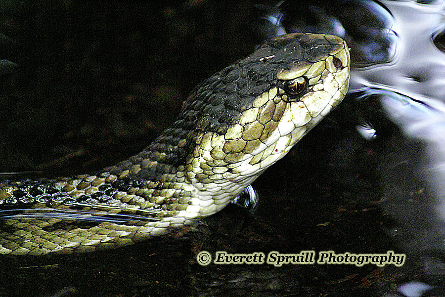 Water Snake 2 Photograph by Everett Spruill