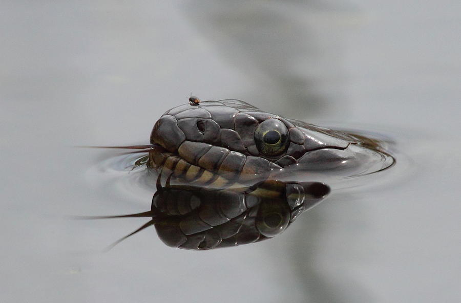 Water Snake And Hitchhiker Photograph by Bruce J Robinson