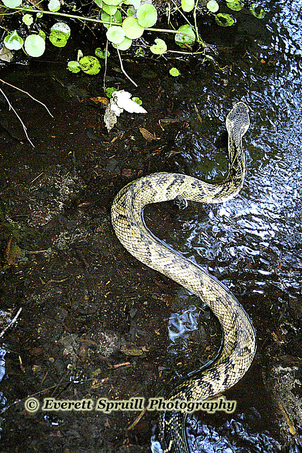 Water Snake Photograph by Everett Spruill