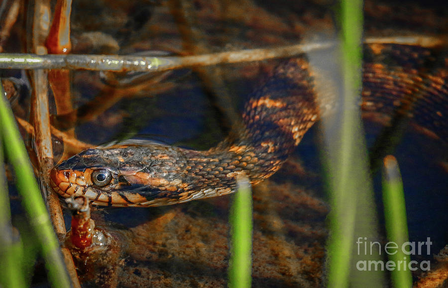 Water Snake Photograph by Tom Claud