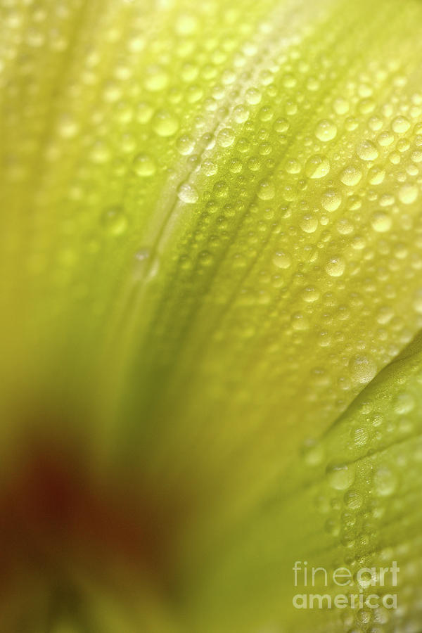 Water Soaked Daylily Flower Photograph by Terry Elniski