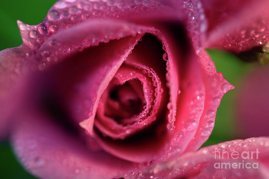 Water Soaked Pink Rose 2 Photograph by Terry Elniski