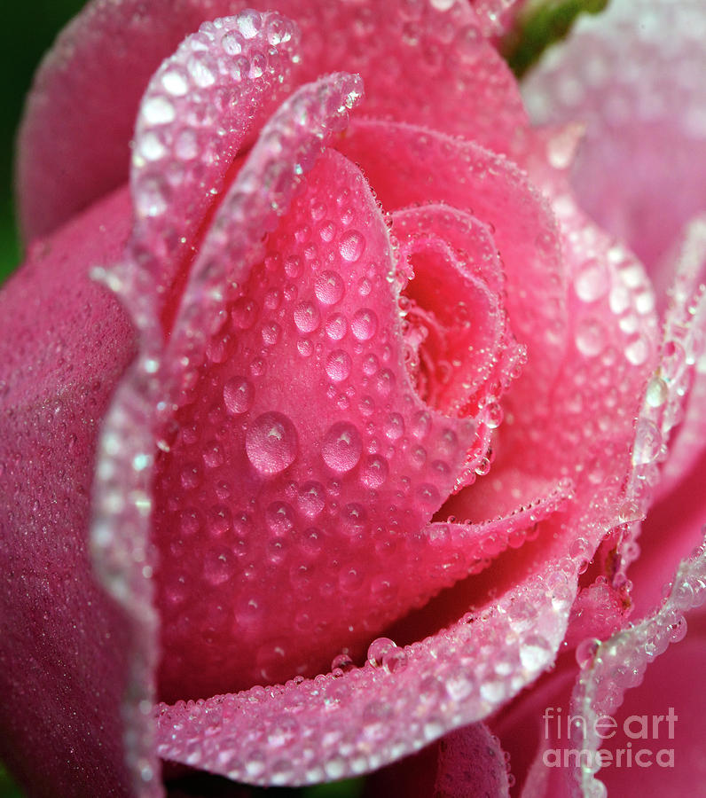 Water Soaked Pink Rose Photograph by Terry Elniski