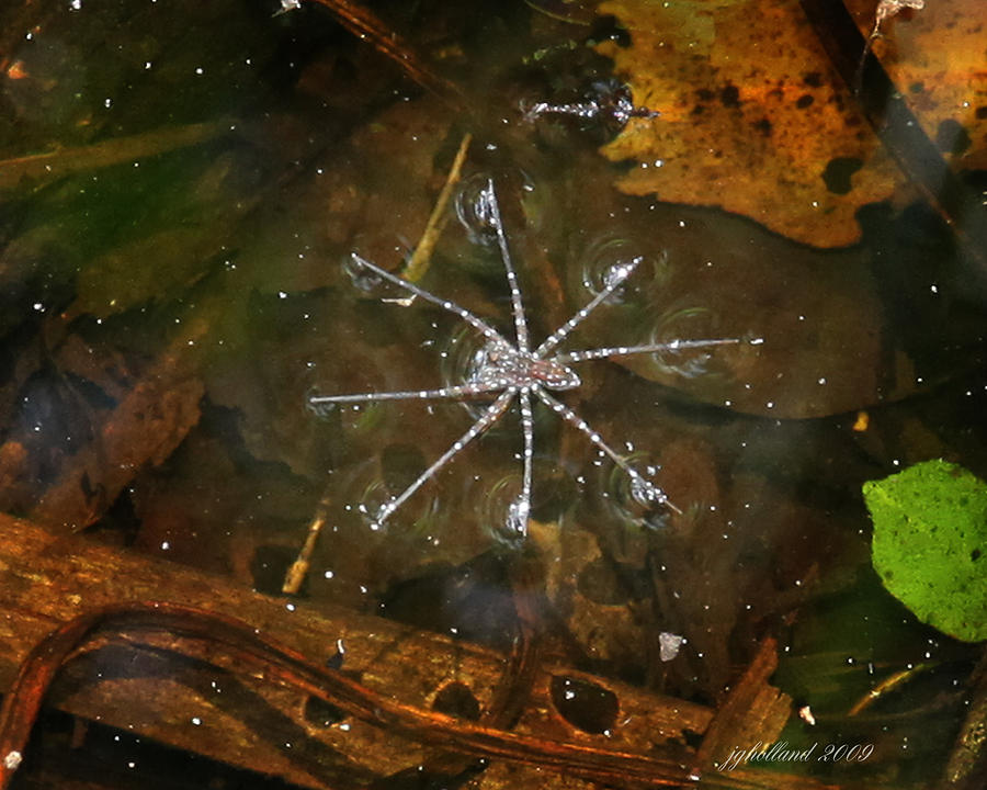 Water Spider Photograph by Joseph G Holland