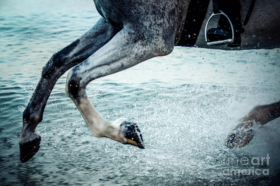 Water Splash Horse Legs Galloping On The Water Photograph by Dimitar Hristov