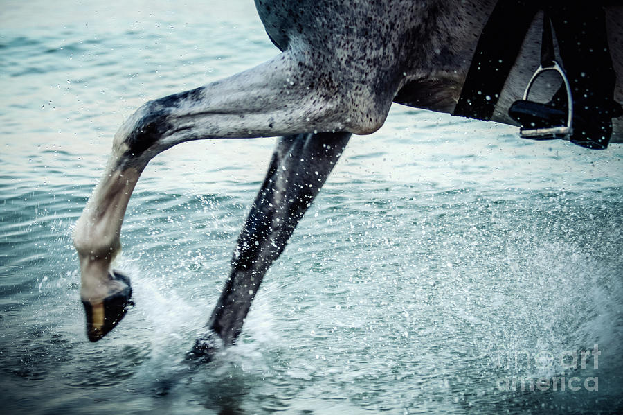 Water Splash Horse Legs in The Sea Water Photograph by Dimitar Hristov