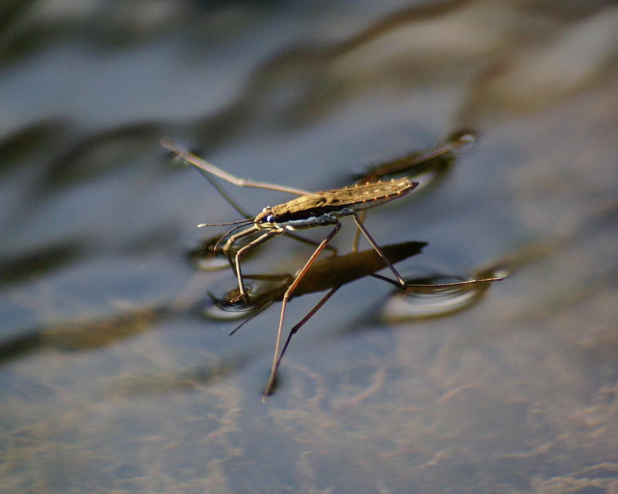 mens water strider