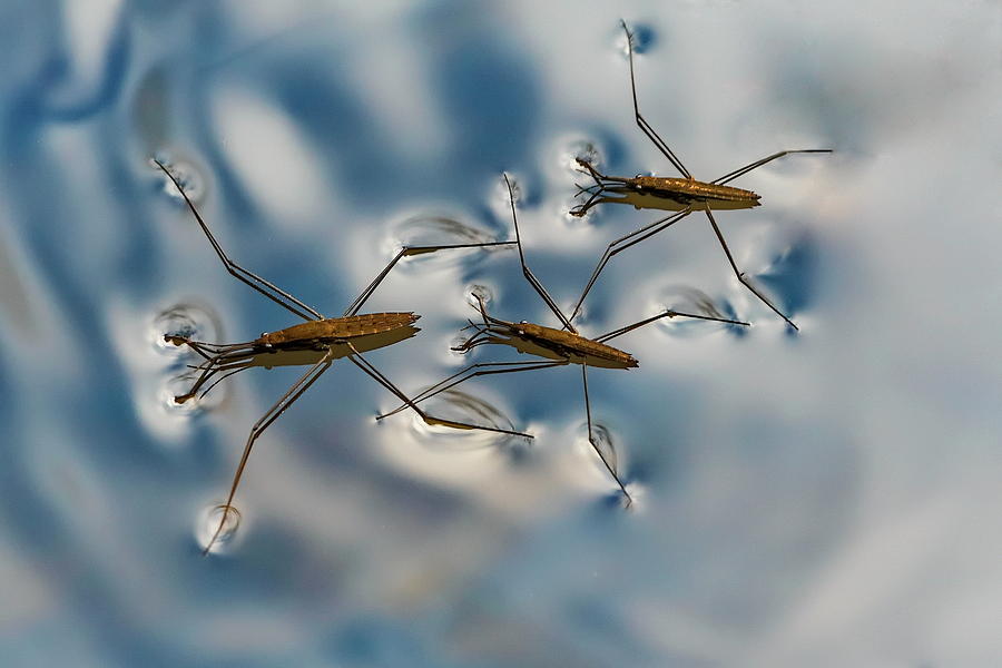 mens water strider