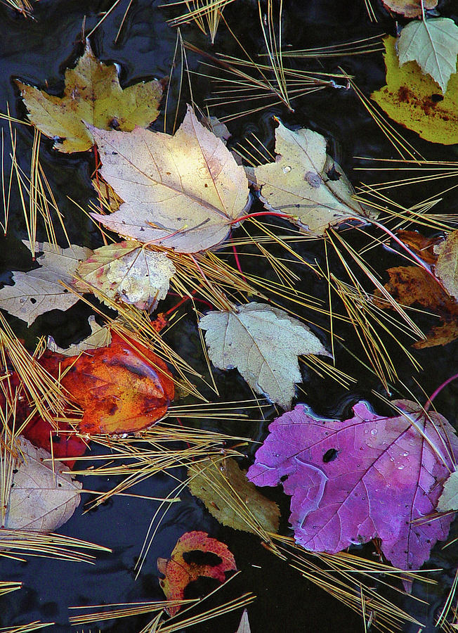 Fall Photograph - Fall Spectacle by Lynda Lehmann
