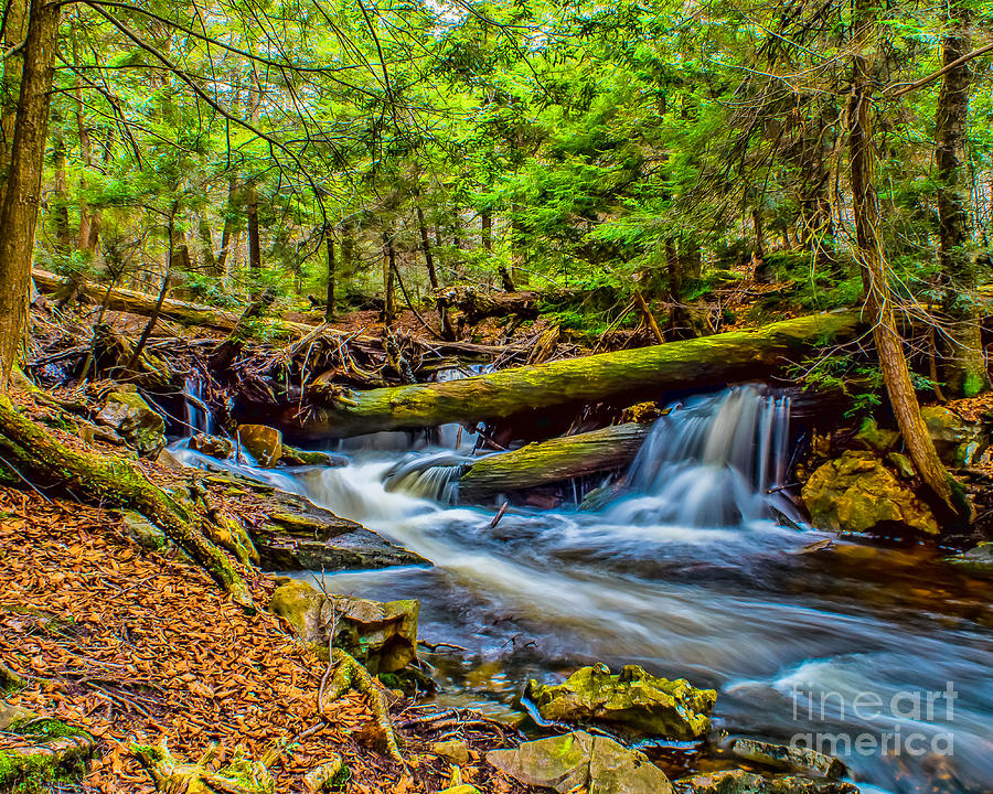 Water thru the Woods Photograph by Nick Zelinsky Jr Fine Art America