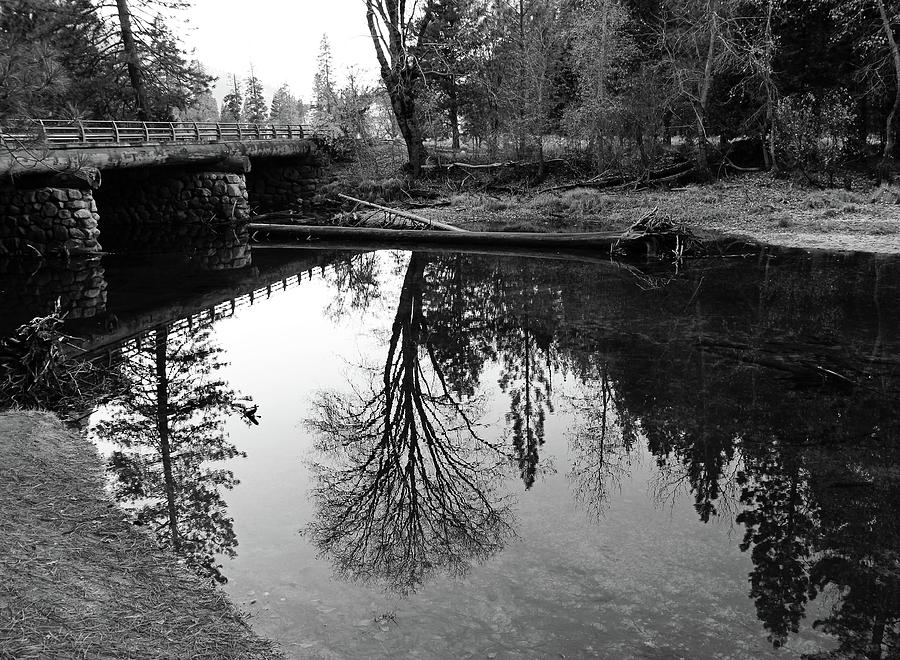 Water Tree Black and White Photograph by Sierra Vance - Pixels