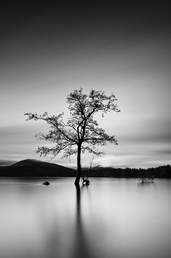 Water Tree Photograph by Grant Glendinning