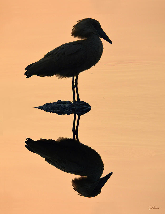 Waterbird Silhouette at Dusk Photograph by Joe Bonita