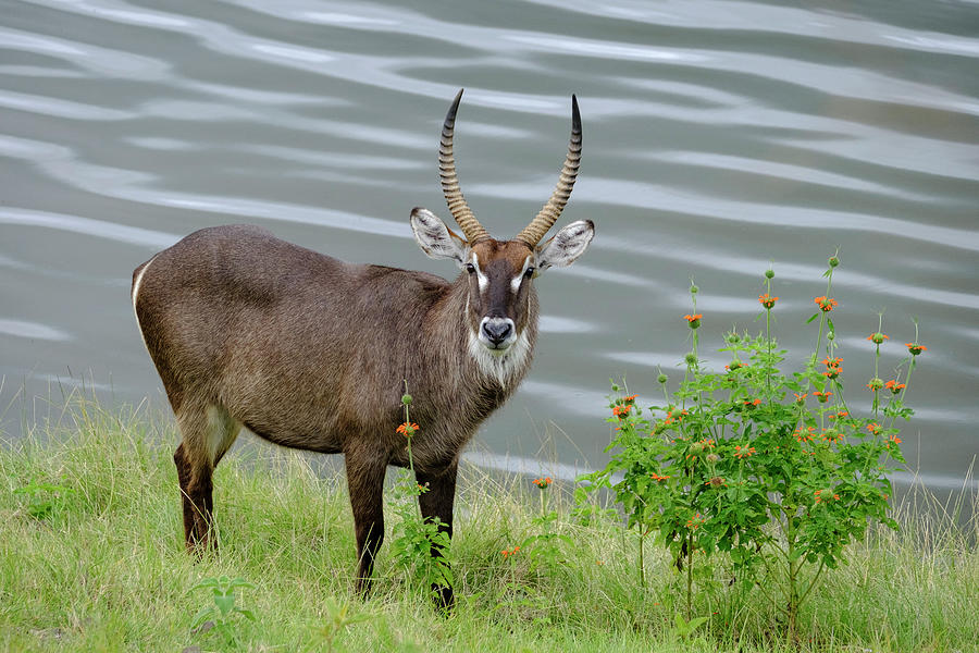 Waterbuck and Flowers near Momela Lakes Photograph by Mary Lee Dereske