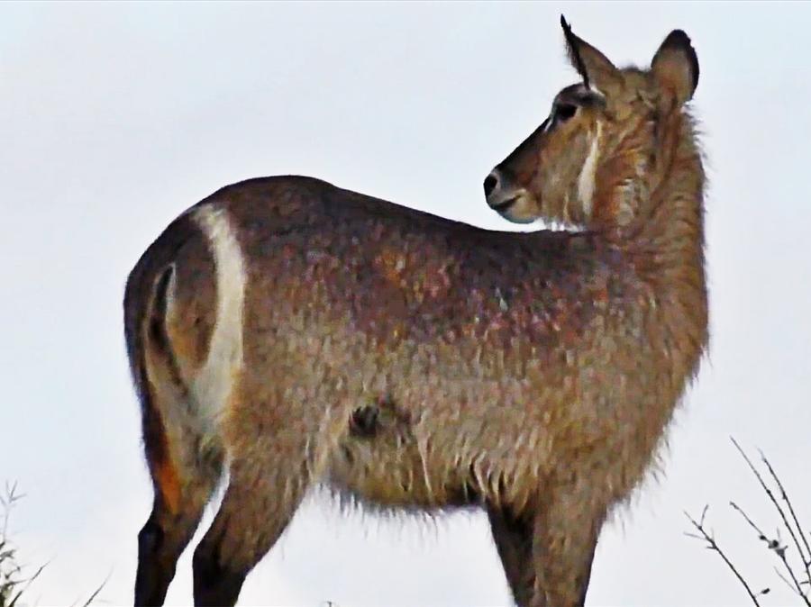 Waterbuck Photograph by Gini Moore