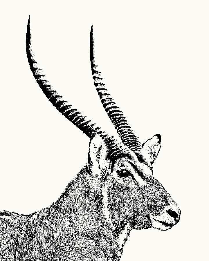 Antelope Photograph - Waterbuck Male Portrait by Scotch Macaskill Antelope Photograph - Waterbuck Male Portrait by Scotch Macaskill