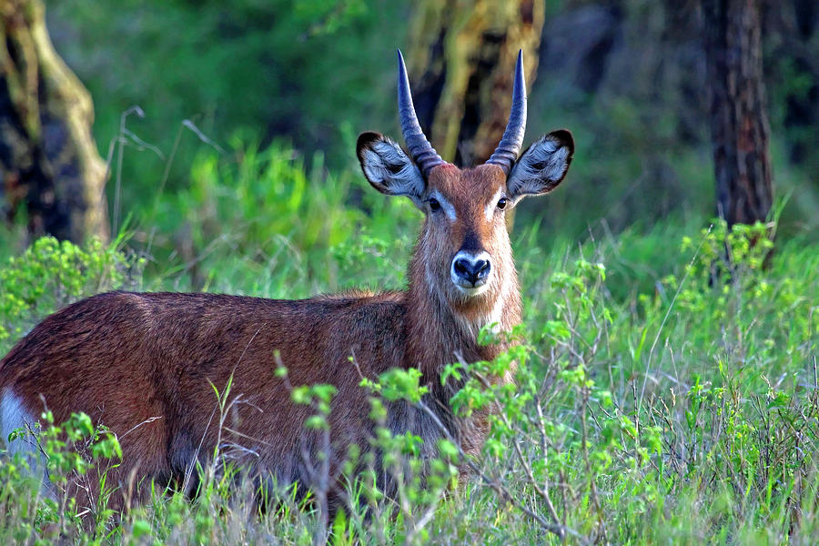 Waterbuck Portrait Photograph by Sally Weigand