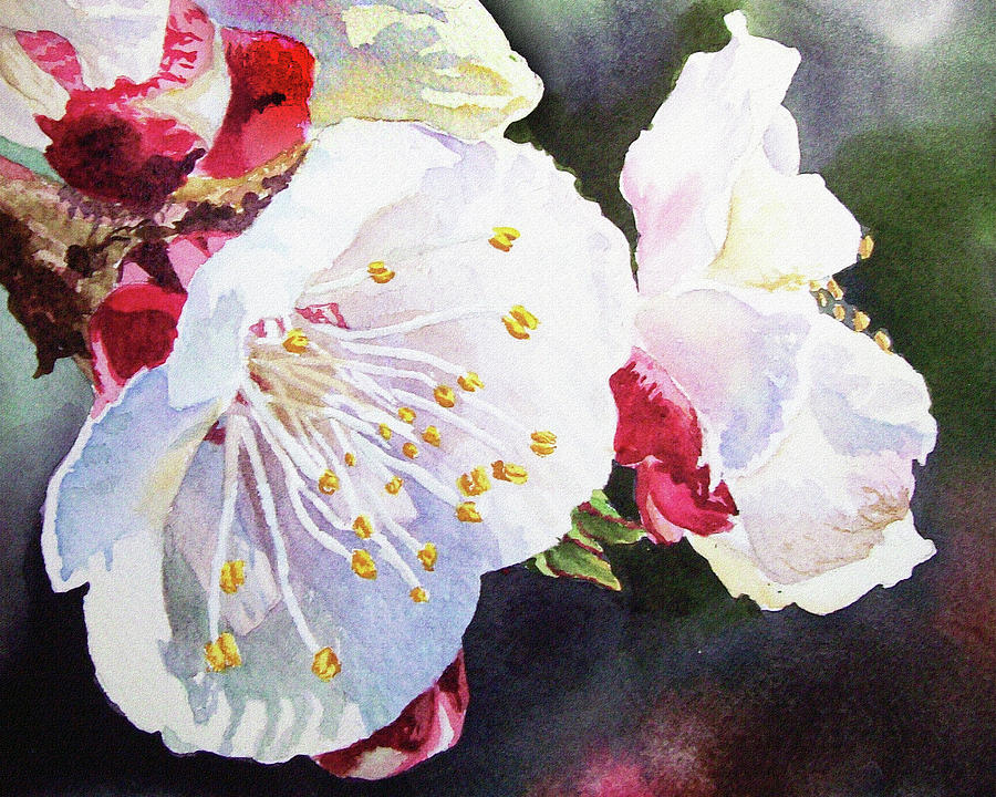 Watercolor Apricot Blossoms Painting by Irina Sztukowski
