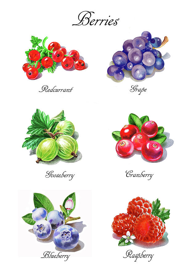 Watercolor Berries Illustration Collection I Painting by Irina Sztukowski