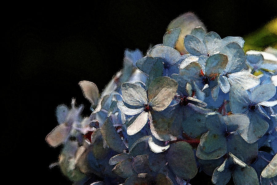 Watercolor Blue Hydrangea Blossoms 1203 W_2 Photograph by Steven Ward