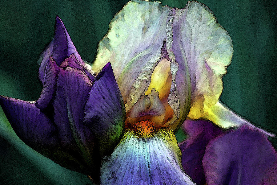 Watercolor Cream and Purple Bearded Iris With Bud 0065 W_2 Photograph by Steven Ward