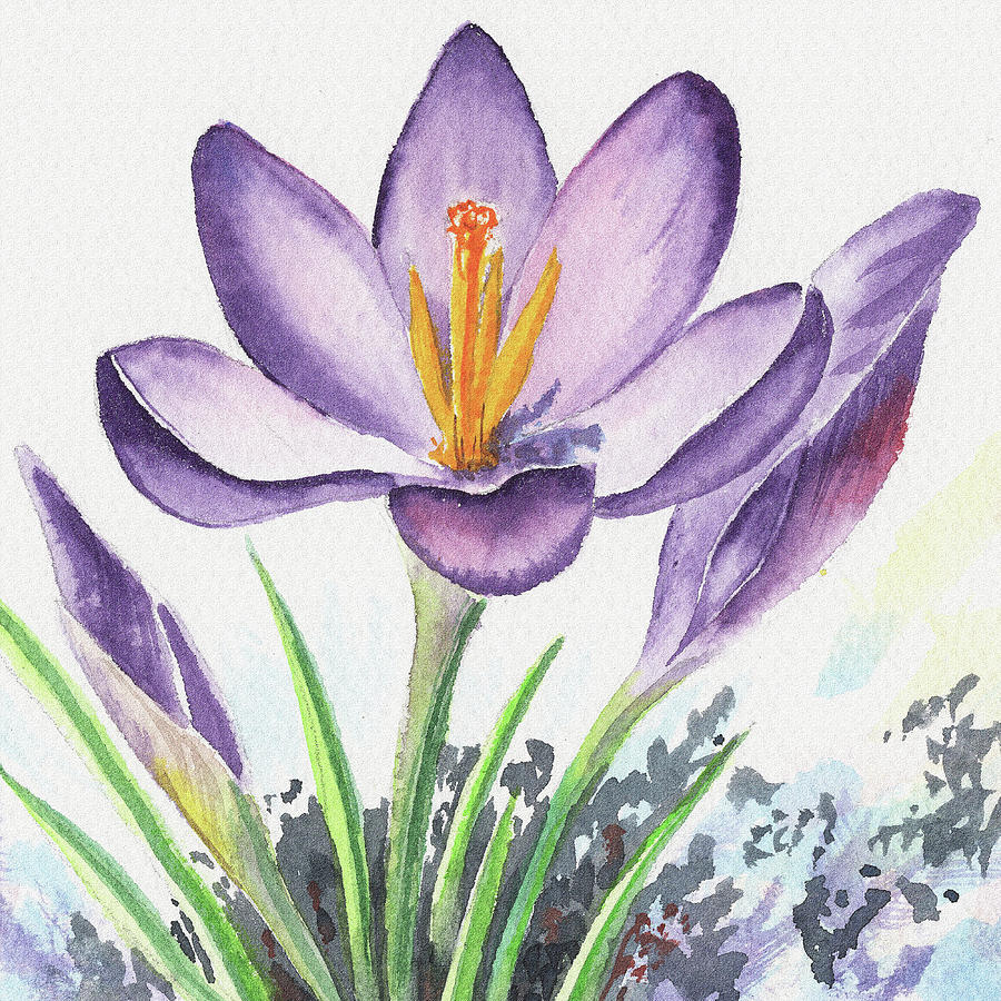 Watercolor Crocus Spring Flower Close Up Painting