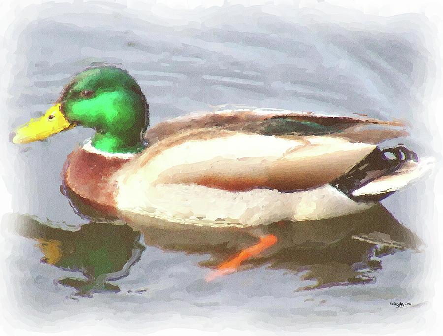 Watercolor Duck Digital Art by Artful Oasis