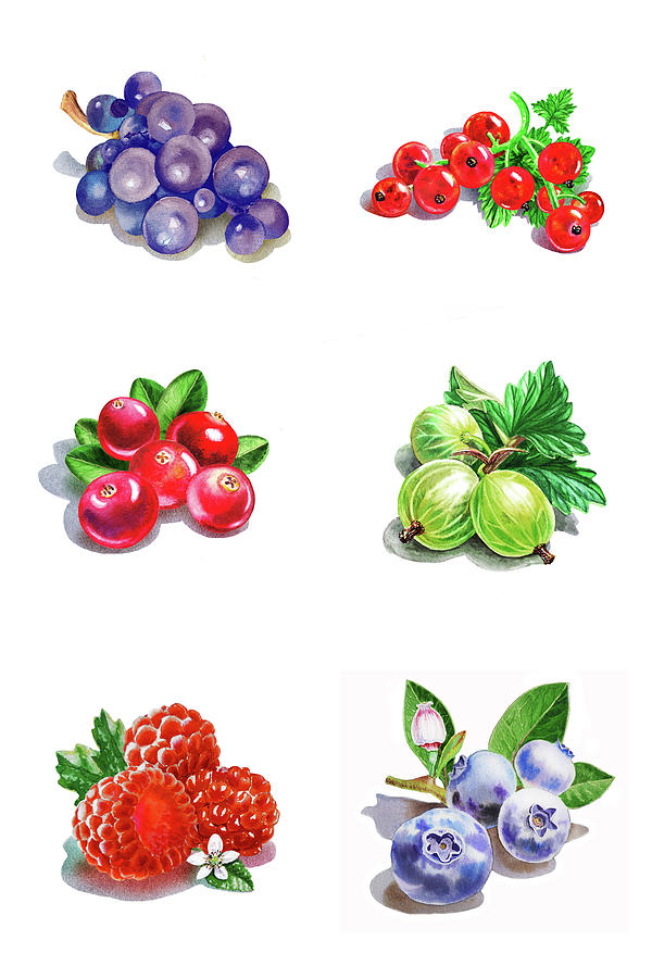 Watercolor Food Illustration Berries  Painting by Irina Sztukowski