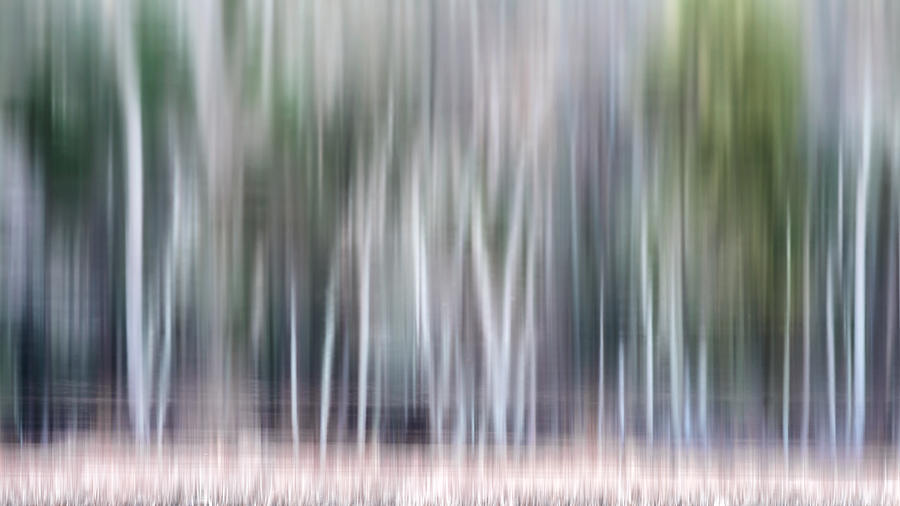 Tree Photograph - Watercolor Forest by Bill Wakeley