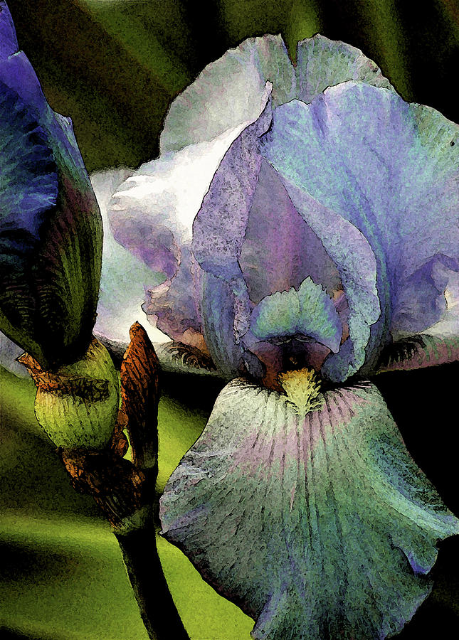 Watercolor French Blue Iris and Bud 0019 W_2 Photograph by Steven Ward