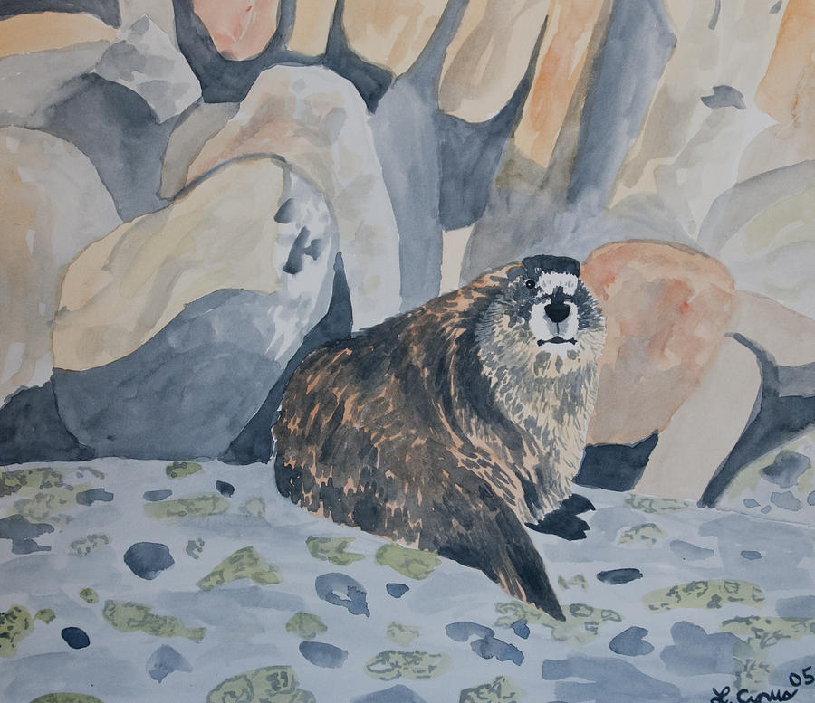 Watercolor - Hoary Marmot Painting by Cascade Colors