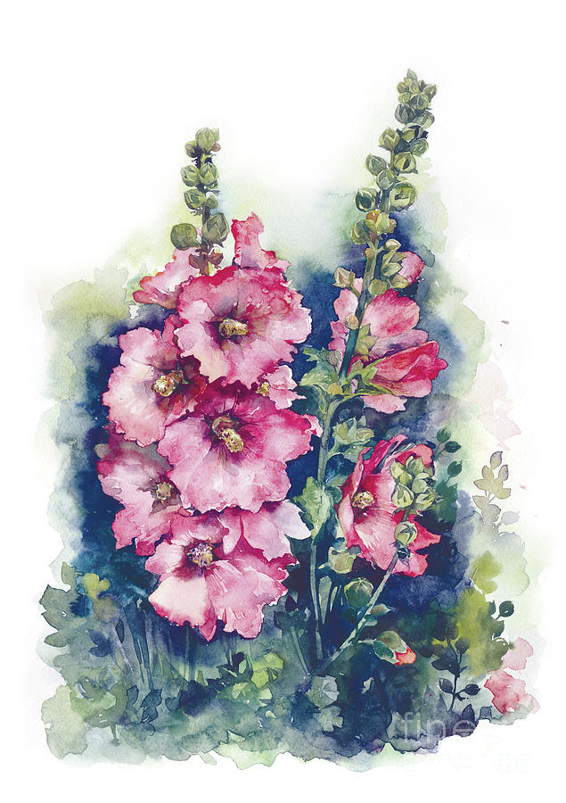 Watercolor Hollyhocks pink flowers art hand draw. Painting by Mary Pashkova