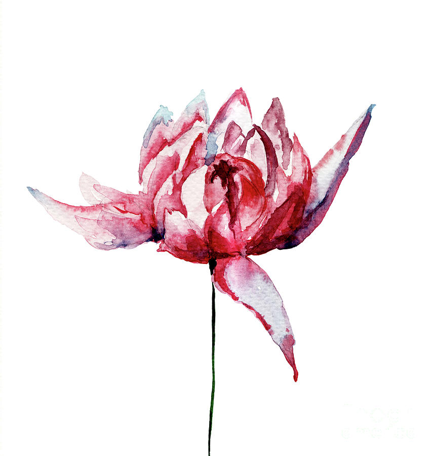Watercolor illustration with beautiful chrysanthemum flowers Painting by Regina Jershova