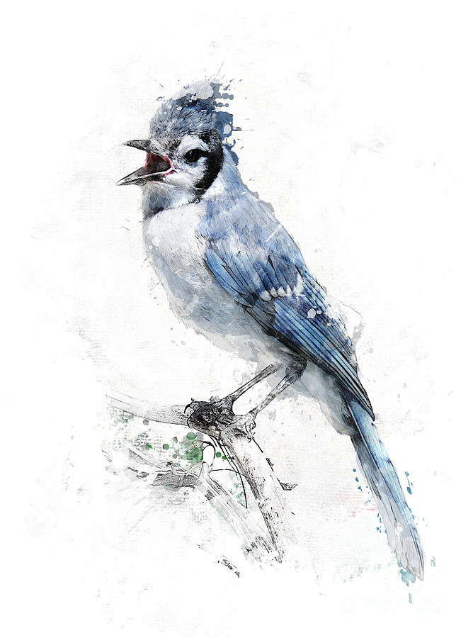 Blue jay, illustration - Stock Image - C033/0693 - Science Photo Library