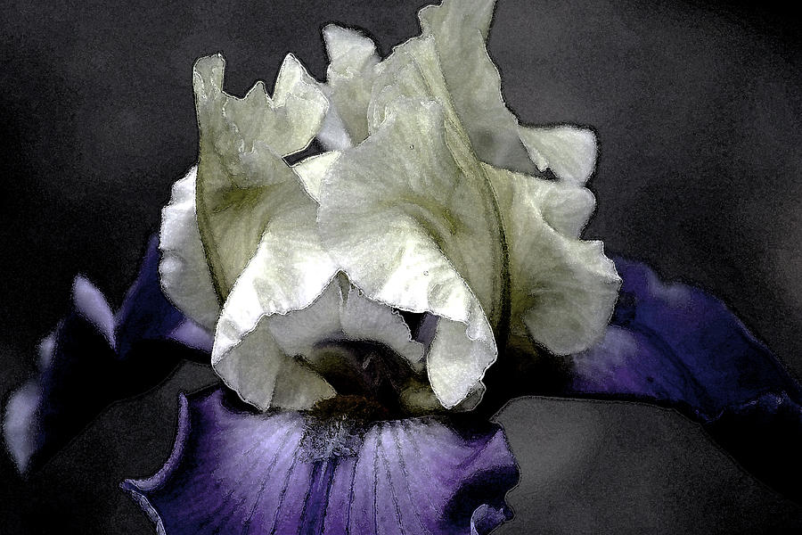 Watercolor Iris 6622 W_2 Photograph by Steven Ward