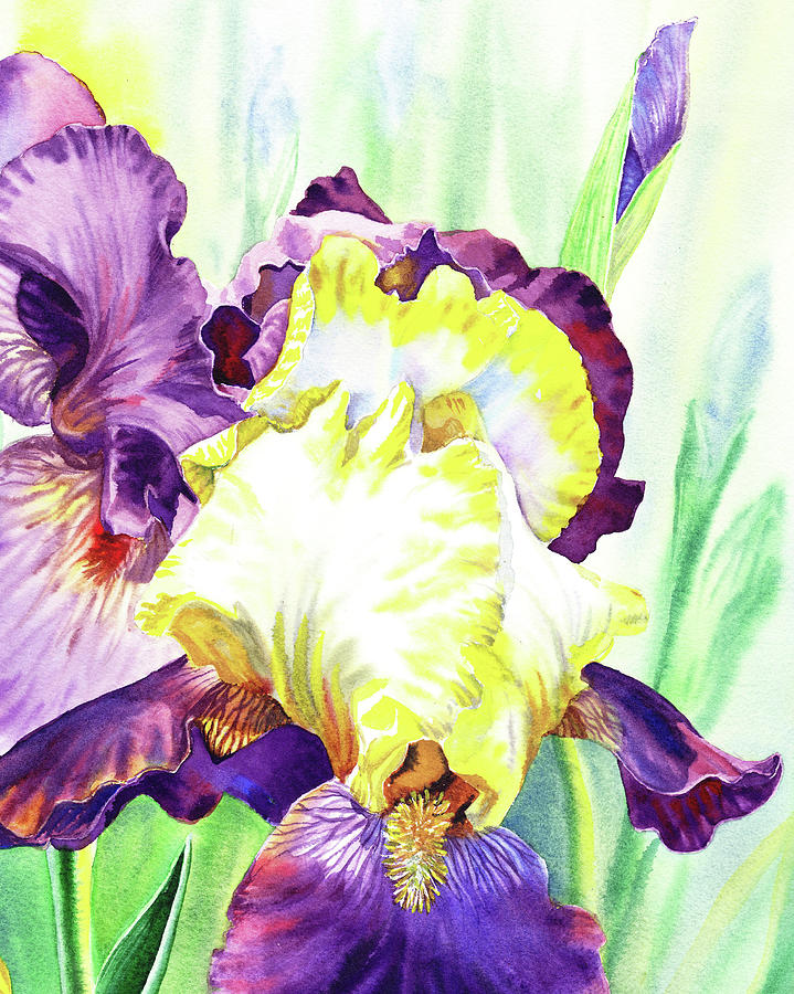 Watercolor Iris Flower Painting by Irina Sztukowski