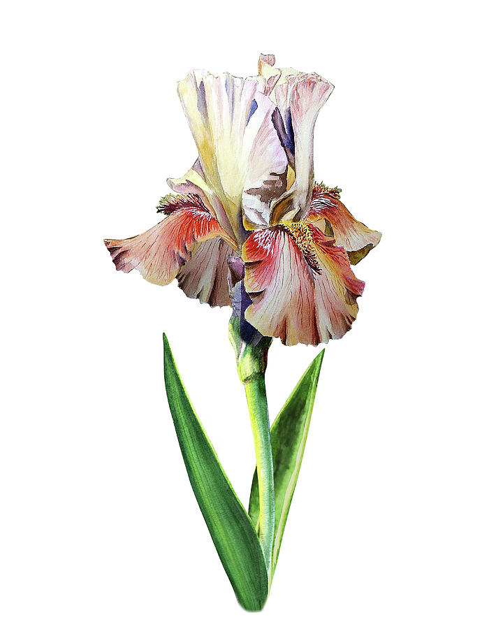 Watercolor Iris Painting
