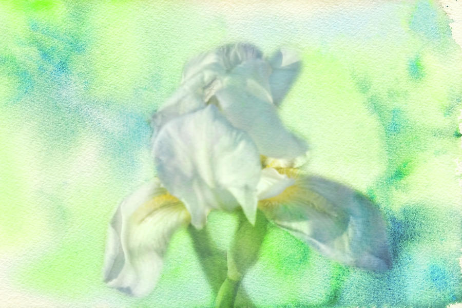 Watercolor Iris Photograph by Joan Bertucci