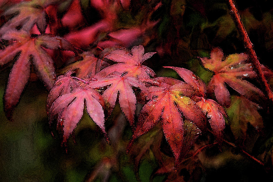 Watercolor Japanese Maple With Raindrops 1787 W_2 Photograph by Steven Ward
