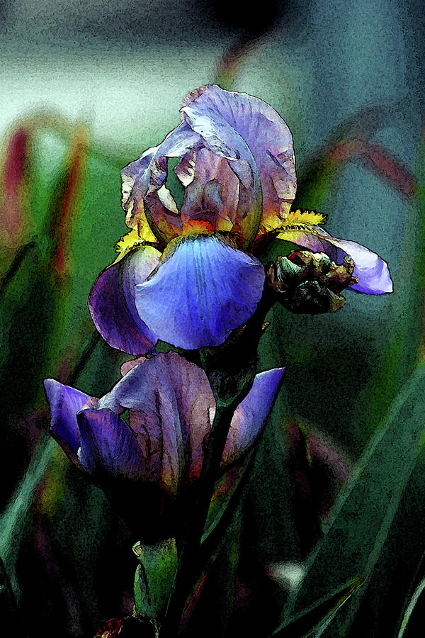 Watercolor Lavender Iris 0056 W_2 Photograph by Steven Ward