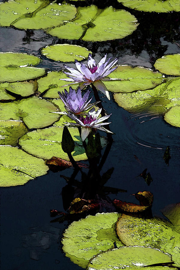 Watercolor Lotus Blossoms and Lily Pads 2922 W_2 Photograph by Steven Ward
