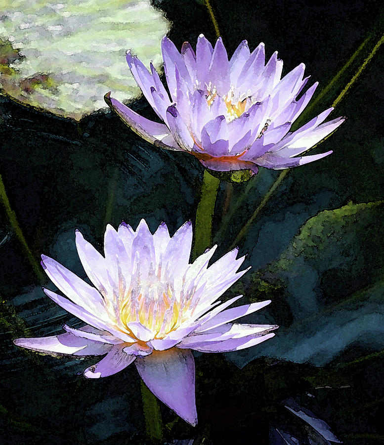 Watercolor Lotus Reflections 2980 W_2 Photograph by Steven Ward