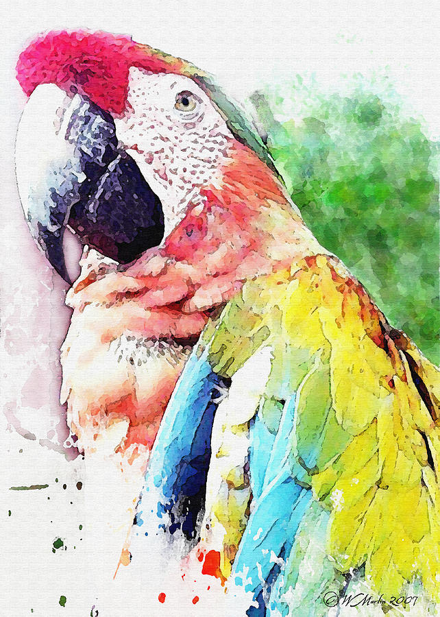 Watercolor Macaw Painting by William Martin | Fine Art America