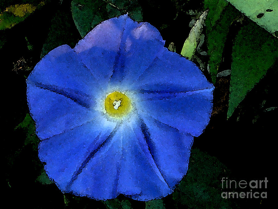 Flowers Still Life Photograph - Watercolor Morning Glory by PJ  Cloud