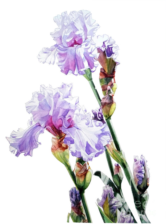 Watercolor Of A Tall Bearded Iris I Call Lilac Iris Wendi Painting