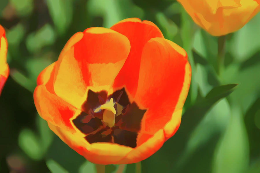 Watercolor Orange Tulip Photograph