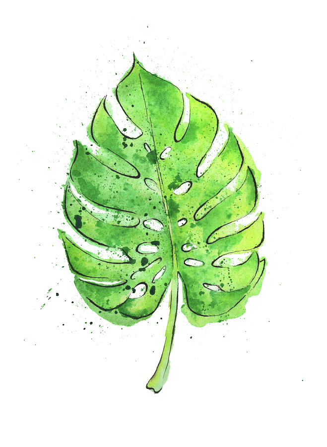 Watercolor Painting Of A Philodendron Leaf Painting By Andrea Hill